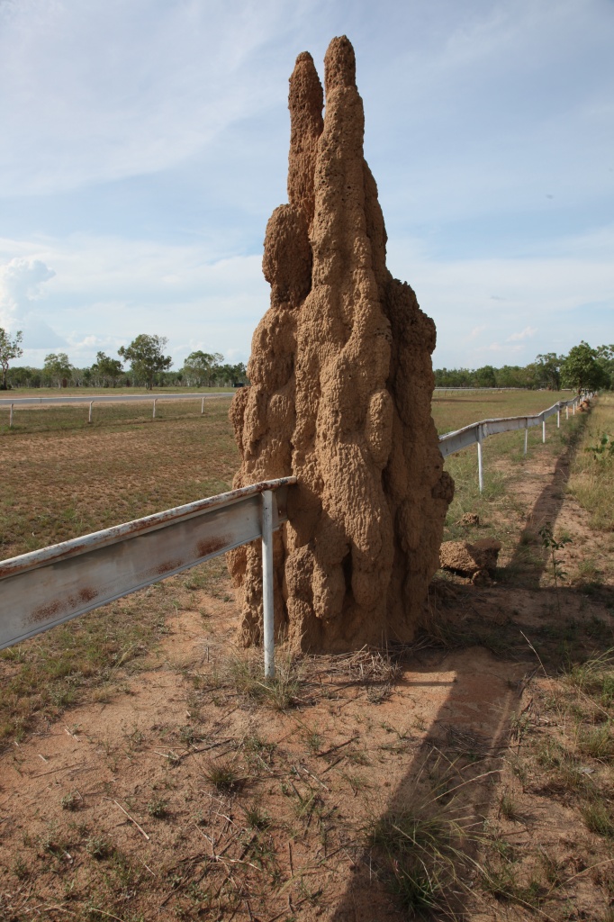 Termite mounds are a big feature in the top end - I liked this one built on the race course rails by lbmcshutter