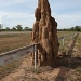 Termite mounds are a big feature in the top end - I liked this one built on the race course rails by lbmcshutter