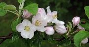 10th May 2012 - Blossom Heaven