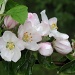 Blossom Heaven by sunnygreenwood