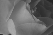 10th May 2012 - Mono Rose