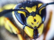 10th May 2012 - her majesty - portrait of a queen wasp