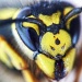 her majesty - portrait of a queen wasp by jantan