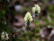 6th May 2012 - Eriophorum vaginatum - Tupasvilla, Hare's-tail Cottongrass IMG_2978