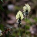 Eriophorum vaginatum - Tupasvilla, Hare's-tail Cottongrass IMG_2978 by annelis