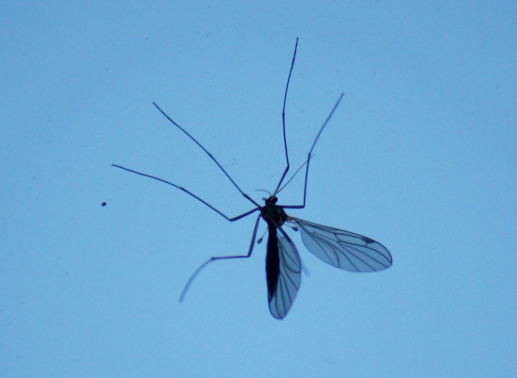 Mosquito in the window IMG_3014 by annelis