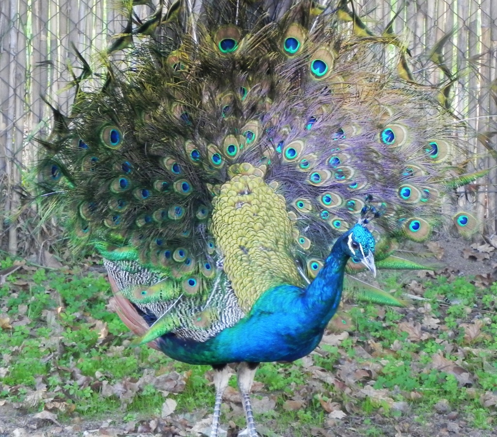 Peacock by salza