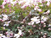 10th May 2012 - Clematis