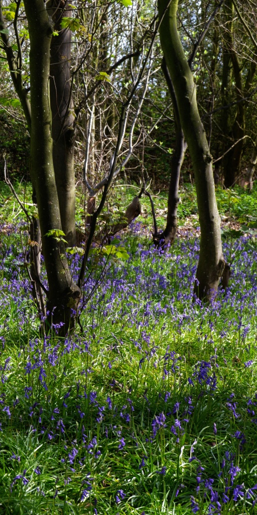 Scene from bluebell wood by itsonlyart