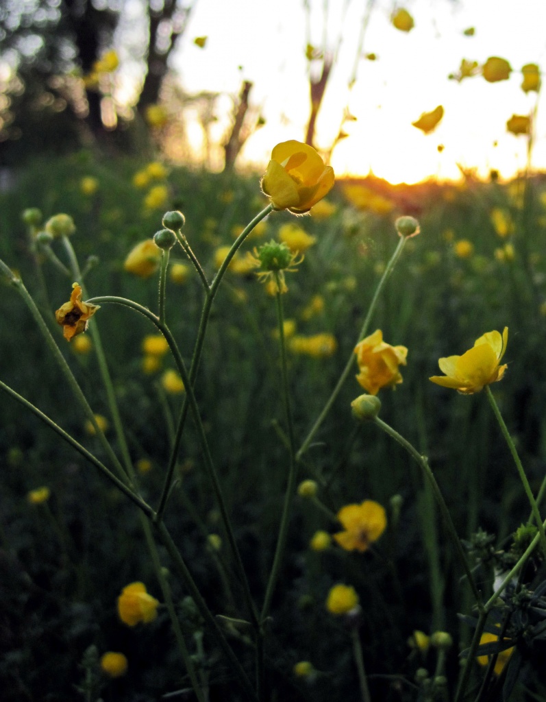 Wildflower Sunset by dakotakid35