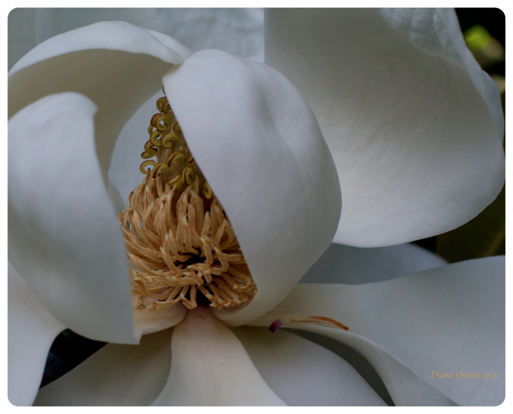 Not another magnolia! by eudora