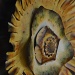 Sunflower by dora