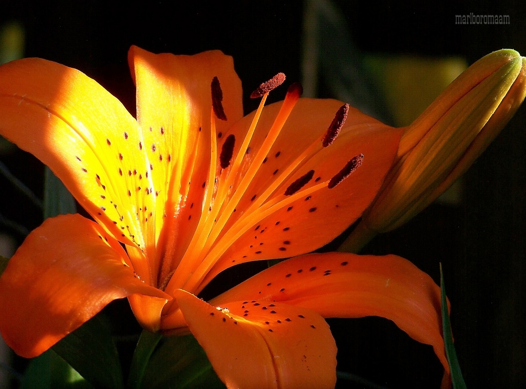 Light on lily... BOB. by marlboromaam