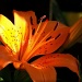 Light on lily... BOB. by marlboromaam