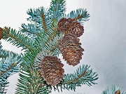 10th May 2012 - pine cones