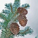 pine cones by dmdfday