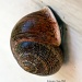 Snail by grannysue
