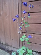 11th May 2012 - self-seeded granny's bonnet