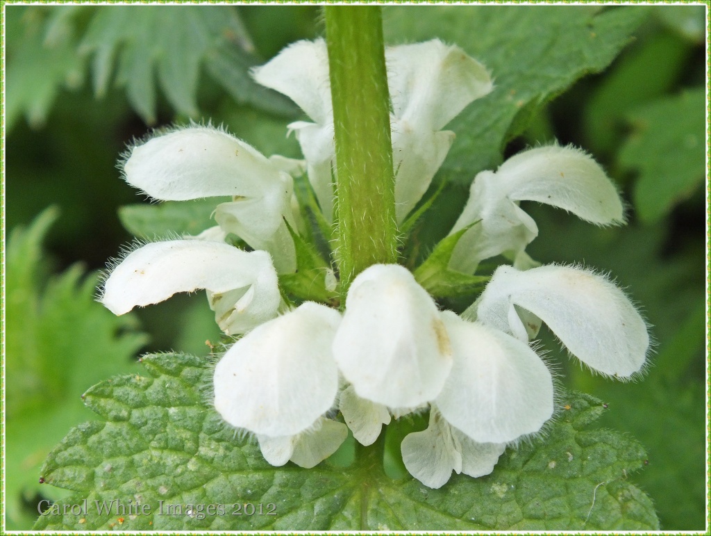 White Nettle and Bug by carolmw