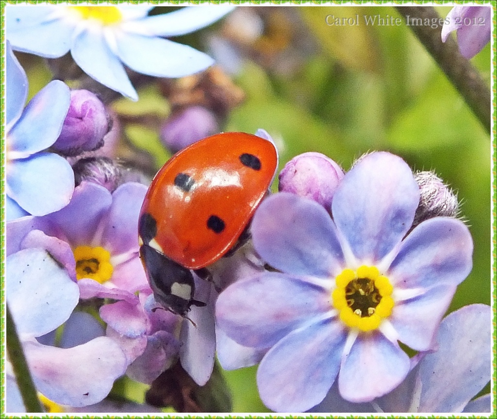Ladybird and Forget-Me-Not by carolmw