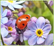 11th May 2012 - Ladybird and Forget-Me-Not