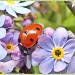 Ladybird and Forget-Me-Not by carolmw