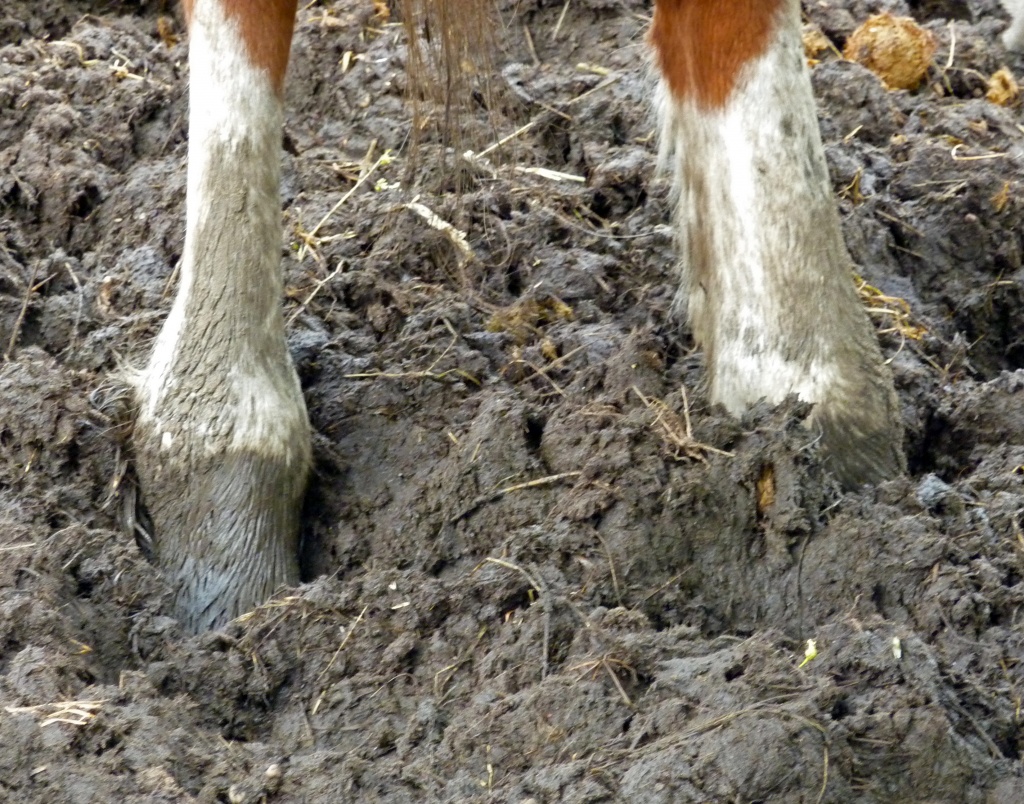 Horse's muddy feet by phil_howcroft
