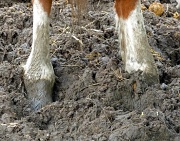 7th May 2012 - Horse's muddy feet