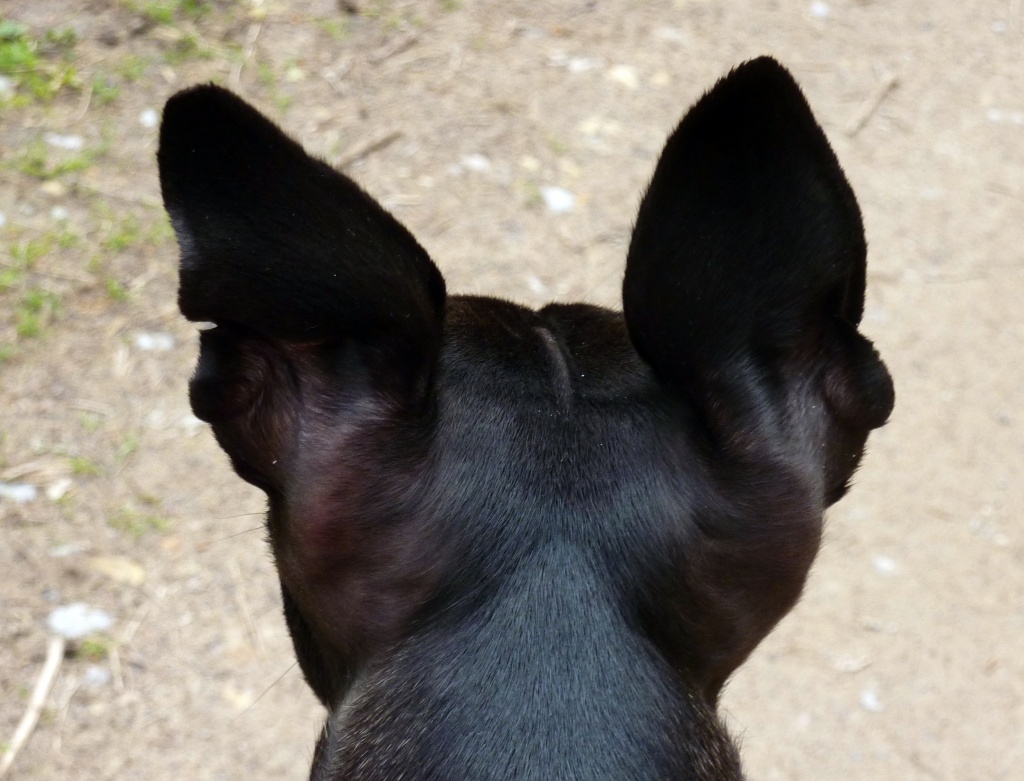 Whippet Ears by phil_howcroft