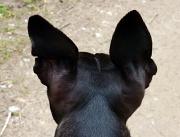 8th May 2012 - Whippet Ears