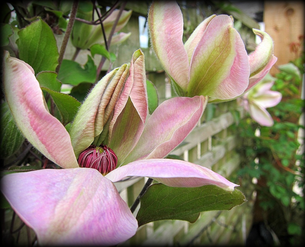 Clematis 11.5.12 by happypat