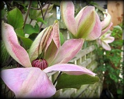 11th May 2012 - Clematis 11.5.12