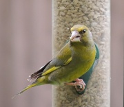 11th May 2012 - Greenfinch