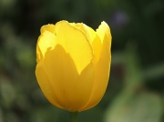 11th May 2012 - Tulip came out with the sun