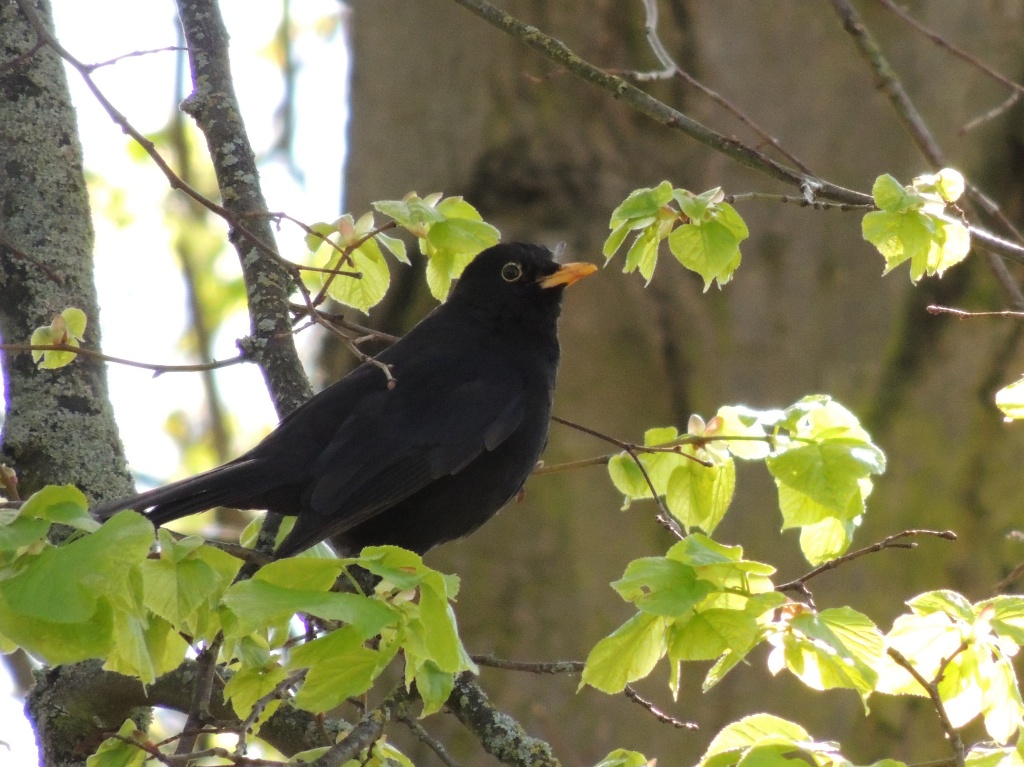 Blackbird resting in the sunshine by rosiekind