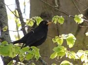11th May 2012 - Blackbird resting in the sunshine