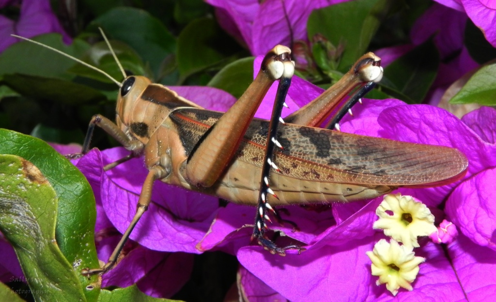 Grasshopper by salza