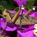 Grasshopper by salza