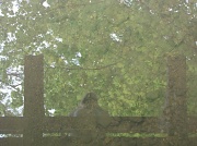 8th May 2012 - My Own Reflection