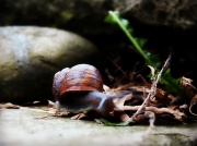 11th May 2012 - Motion Blur