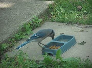 11th May 2012 - Bird Food?