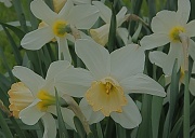 11th May 2012 - Addie Knights Daffodils