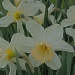 Addie Knights Daffodils by rob257
