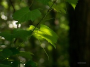 12th May 2012 - A little wild grapevine bokeh...