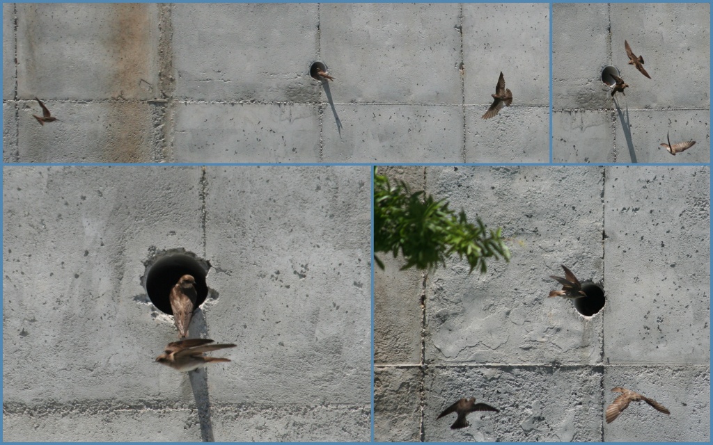 Birds at play by tara11