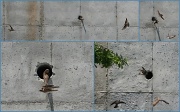 11th May 2012 - Birds at play