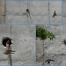 Birds at play by tara11
