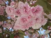 1st May 2012 - Cherry Pink