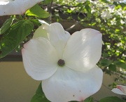 2nd May 2012 - Dogwood Flower