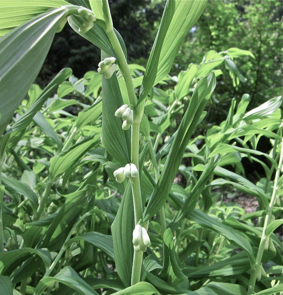 Solomon's Seal by pamelaf